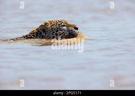 Ein erwachsener Jaguar (Panthera oca) schwimmt im Cuiaba River im Pantanal, Mato Grosso, Brasilien Stockfoto