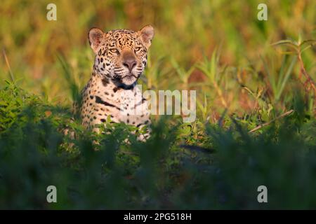 Nahaufnahme eines erwachsenen Jaguar (Panthera oca) am Ufer des Flusses Cuiaba in der Nähe von Porto Jofre im Pantanal, Mato Grosso, Brasilien Stockfoto