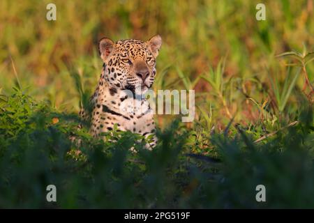 Nahaufnahme eines erwachsenen Jaguar (Panthera oca) am Ufer des Flusses Cuiaba in der Nähe von Porto Jofre im Pantanal, Mato Grosso, Brasilien Stockfoto