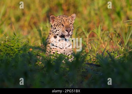 Nahaufnahme eines erwachsenen Jaguar (Panthera oca) am Ufer des Flusses Cuiaba in der Nähe von Porto Jofre im Pantanal, Mato Grosso, Brasilien Stockfoto