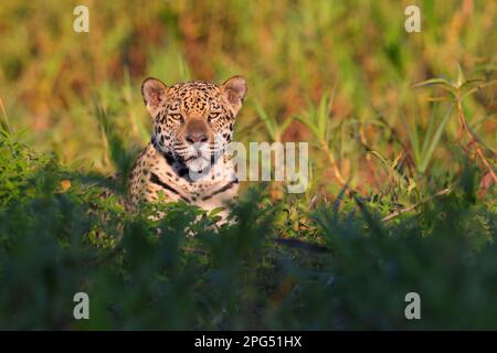 Nahaufnahme eines erwachsenen Jaguar (Panthera oca) am Ufer des Flusses Cuiaba in der Nähe von Porto Jofre im Pantanal, Mato Grosso, Brasilien Stockfoto