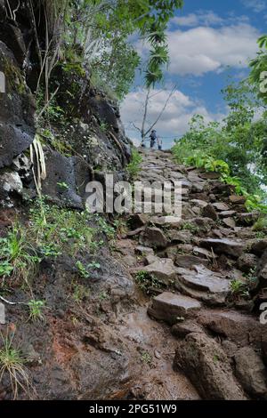 Der Kalalau Trail im Napali Coast Wilderness State Park auf Kauai, Hawaii, USA, führt euch auf nasse, felsige, steile und rutschige Weise hinauf Stockfoto