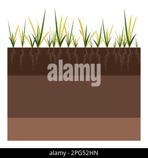 Rasenpflege - Belüftung und Vertikufikation. Labels nach Phase-vorher. Aufnahme von Substanzen – Wasser, Sauerstoff und Nährstoffen zur Ernährung von Gras und Boden. Vektor Stock Vektor
