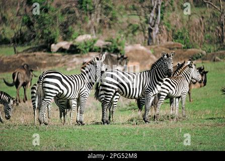 Kenia. Herde von Zebras. Stockfoto