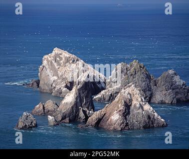 Britische Kanalinseln. Bailiwick von Guernsey. Alderney. Gannet Rocks Seevögelkolonie. Stockfoto
