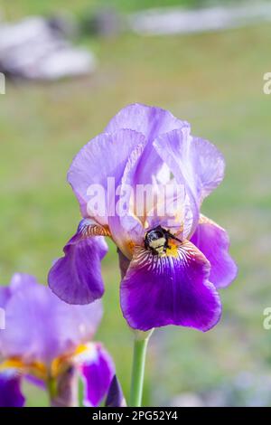 Eine mit Pollen bedeckte gelbgesichtige Hummelbiene (Bombus vosnesenskii) tritt aus der Mitte einer schönen lila Bärenblume der Iris (Iris germanica) hervor. Stockfoto