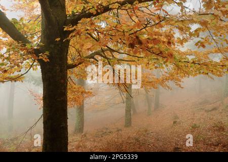 Buchenwald in Mount Abantos. San Lorenzo de El Escorial, Madrid. Stockfoto