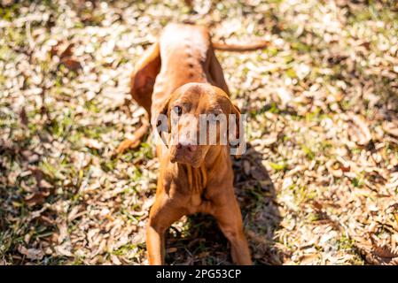 Wunderschönes ungarisches vizsla-Hundeporträt. Reinrassiger Hund draußen in der Sonne. Stockfoto