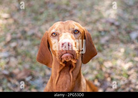 Wunderschönes ungarisches vizsla-Hundeporträt. Reinrassiger Hund draußen in der Sonne. Stockfoto