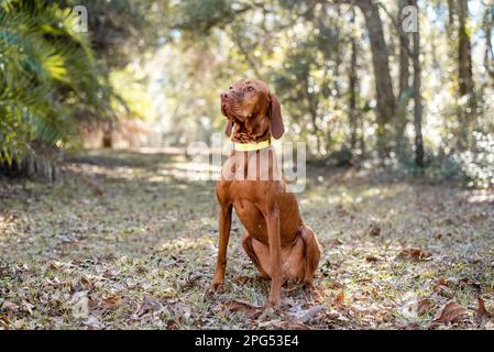 Wunderschönes ungarisches vizsla-Hundeporträt. Reinrassiger Hund draußen in der Sonne. Stockfoto