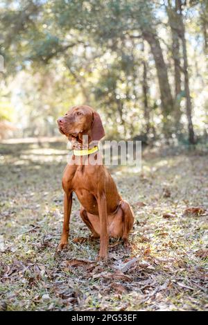 Wunderschönes ungarisches vizsla-Hundeporträt. Reinrassiger Hund draußen in der Sonne. Stockfoto