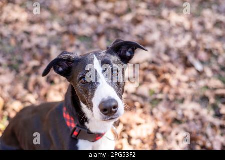 Schwarz-weißer Whippet Hund draußen in Herbstlaub. Stockfoto