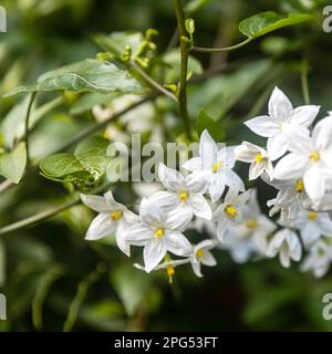 Quadratischer Rahmen. Solanum laxum, allgemein bekannt als Kartoffelrebe, Kartoffelkletterer oder Jasmin-Nachtschatten, ist ein immergrüner Wein aus der Familie der Solanaceae. Stockfoto