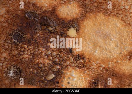 Gebratener Pfannkuchen in der Küche zum Frühstück Stockfoto