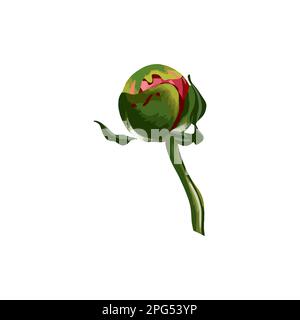 Pfingstrosen. Grüne Blütenknospe. Vektordarstellung isoliert auf weißem Hintergrund. Stock Vektor