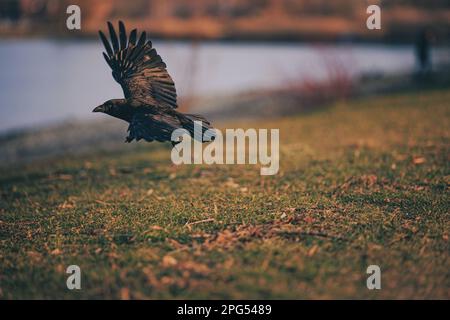 Eine Nahaufnahme einer Krähe im Flug über grünes Gras und blaues Wasser Stockfoto