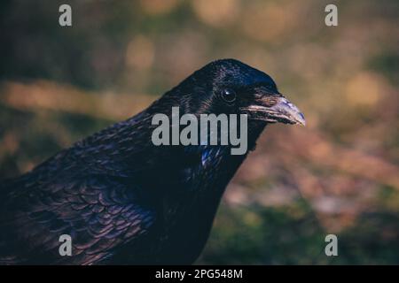 Eine Krähe, die auf dem Gras steht und merkwürdig wegsieht Stockfoto