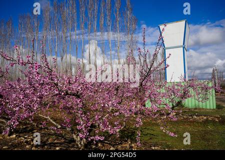 Blühende Pfirsichbäume und Anti-Hagel-Kanon, Pfirsichbäume Plantage, Mouries, Bouches-du-Rhone, Frankreich Stockfoto