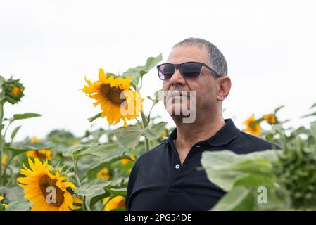 Ein seriöser Seniorenmann steht am Sommertag auf dem Sonnenblumenfeld, wenn die Blumen in voller Blüte stehen. Der Bauer steht und schaut auf das Sonnenblumenfeld. Ein alter Mann mit Sonnenbrille kontrolliert die Ernte. Stockfoto