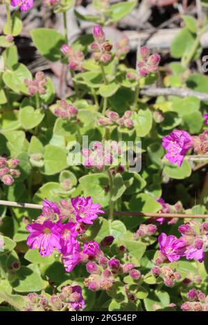 Rosa dichasiale Cyme-Blüten von Mirabilis laevis Varietät crassifolia, Nyctaginaceae, einheimisches Kraut in den Santa Monica Mountains, Winter. Stockfoto