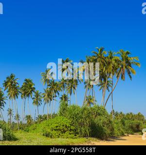 Hohe Kokospalmen an der malerischen Küste des Ozeans. Stockfoto