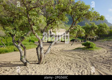 Ausgeprägte Bäume und Hütten am Polihale Beach auf Kauai Stockfoto