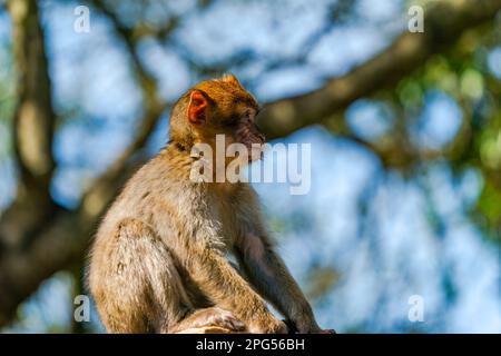 Baby-Barbier-Macaque-Affe (Macaca Sylvanus). Gibraltar, Vereinigtes Königreich. Selektiver Fokus Stockfoto