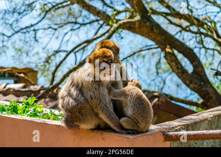 Barbary Macaque (Macaca Sylvanus) Affen - Familie mit Mutter und Baby. Gibraltar, Vereinigtes Königreich. Selektiver Fokus Stockfoto