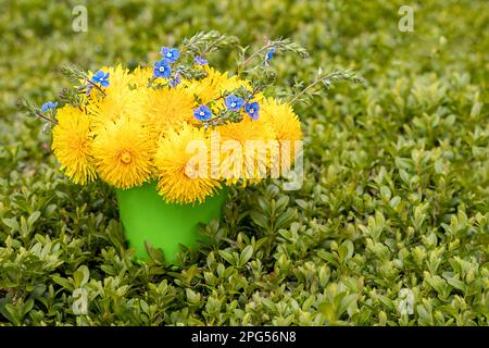 Blumenstrauß aus Löwenzahn und blauen Blumen in einem Eimer auf dem Gras. Kopierraum. Selektiver Fokus. Speicherplatz kopieren. Stockfoto