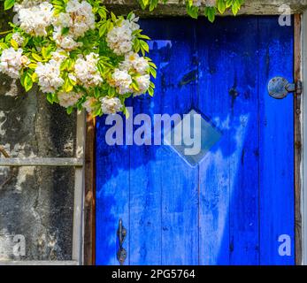 Blaue rustikale Tür mit weißen blühenden Blumen auf einem alten Steinhaus. Stockfoto