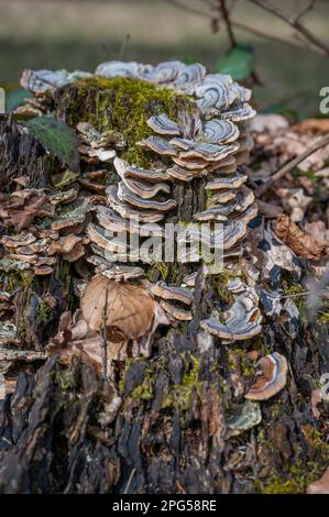 Nahaufnahme eines Baumpilzes, der auf einem Baumstamm im Wald wächst, vertikaler Schuss Stockfoto