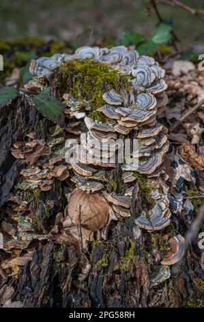 Nahaufnahme eines Baumpilzes, der auf einem Baumstamm im Wald wächst, vertikaler Schuss Stockfoto