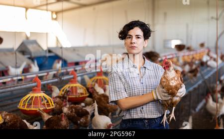 Hispanische Farmerin, die im Stall sitzt und eine Henne in die Hand legt Stockfoto