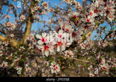 Mandelbäume blühen auf den Feldern von Ainzon, Saragossa, Aragon, Spanien Stockfoto