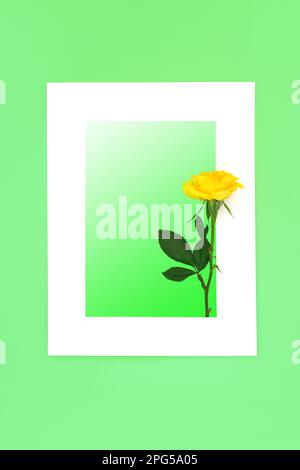 Gelbe Rosenblume abstrakter Hintergrund auf weißgrünem Verlauf. Kreative minimalistische Sommerzusammensetzung für die Grußkarte. Stockfoto