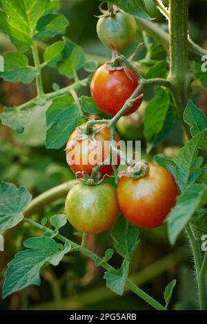 Kirschcocktail Tomaten, reifend, aus biologischem Anbau, offen bestäubt, Erbsorte. Stockfoto