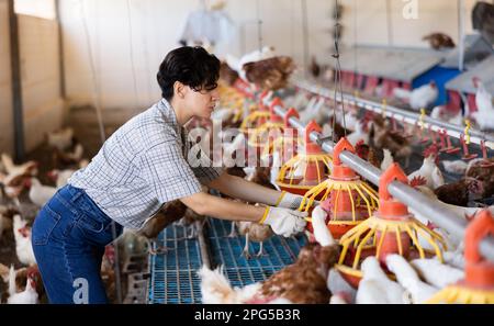 Latinobauerinnen, die Hühnerfütter in Geflügelhaltungsbetrieben reparieren Stockfoto