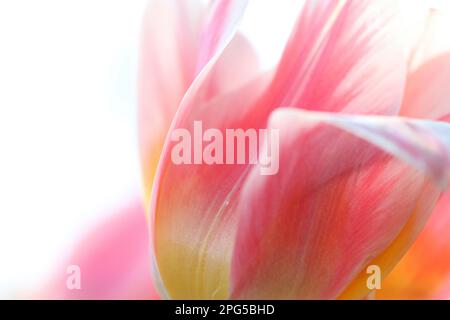 Eine abstrakte Nahaufnahme mit weichem Fokus der blassrosa, weißen und gelben Blütenblätter einer im Frühling blühenden lienblütigen Tulpe vor weißem Hintergrund Stockfoto