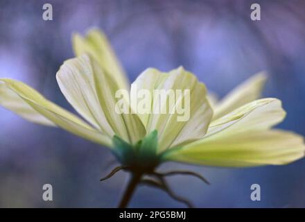 Nahaufnahme einer sommerblühenden blassgelben Cosmos bipinnatus Xanthos-Blume vor blauem Hintergrund. Englischer Garten, Juli Stockfoto