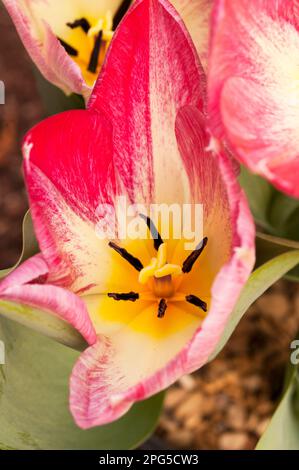 Nahaufnahme der offenen tulipa Flaming Purissima eine pinkfarbene und weiße, im Frühjahr blühende Tulpe, die zur Fosteriana-Gruppe der Tulpen Division 13 gehört Stockfoto