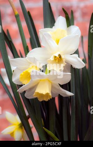 Narcissus jonquil Pueblo blüht Mitte des Frühlings Ein Zwergdaffodil mit weißer Perianth und gelber Tasse, der zur Jonquil-Gruppe Division 7 gehört. Stockfoto