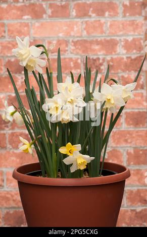 Narcissus jonquil Pueblo blüht Mitte des Frühlings Ein Zwergdaffodil mit weißer Perianth und gelber Tasse, der zur Jonquil-Gruppe Division 7 gehört. Stockfoto