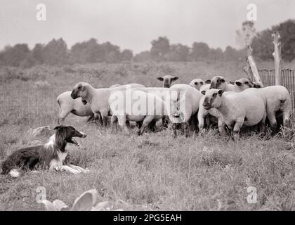 1940S WACHSAME, AUFMERKSAME BORDER COLLIE HUNDEBEOBACHTUNG UND BEWACHUNG EINER KLEINEN HERDE VON HAMPSHIRE SCHAFE AUF DER WEIDE - S1417 HAR001 HARS DOMESTIZIERTE HAR001 VIEH ALTMODISCH Stockfoto