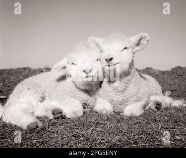 1940S 1950S ZWEI NEUE FRÜHLINGSLÄMMER, DIE NEBENEINANDER LIEGEN UND IN DIE KAMERA SCHAUEN - S9311 HAR001 HARS BEZAUBERNDE LÄMMER LIEBENSWERTES SÄUGETIER OVIS ARIES ERFREULICHES FRÜHLINGSFEST ZUSAMMENSEIN BEZAUBERND ANSPRECHEND SCHWARZ UND WEISS SANFT HAR001 KOPF AN KOPF ALTMODISCH Stockfoto