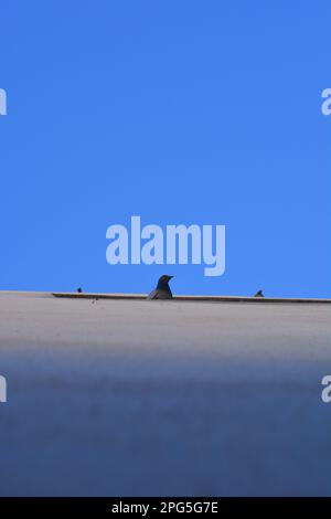 Vogel auf Wand Stockfoto