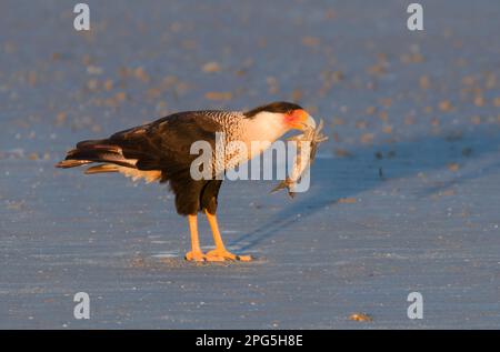 Am frühen Morgen in Galveston, Texas, USA, schnüffelt sich Caracara (Caracara plancus) an der Meeresküste an toten Fischen Stockfoto