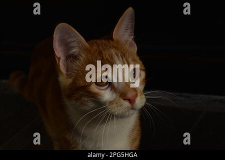 Süße, freundliche goldene Katze Stockfoto