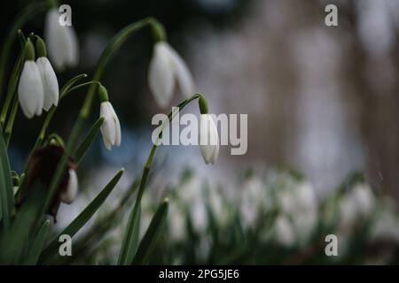 Schneeglöckchen auf einer Wiese Stockfoto