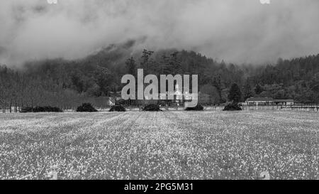 Ein Feld mit Senfblumen mit Haufen alter Weinreben auf einem stimmungsvollen Weingut, belebt von der unglaublichsten aromatischen Brise. Stockfoto