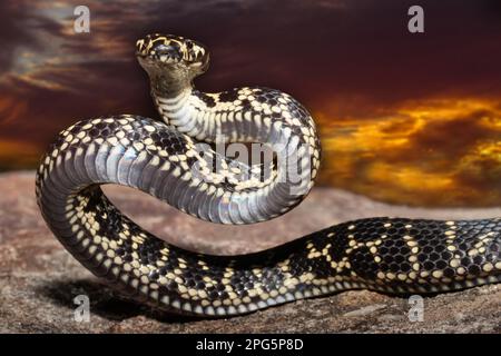 Hochgiftige großköpfige Schlange in Angriffsposition Stockfoto